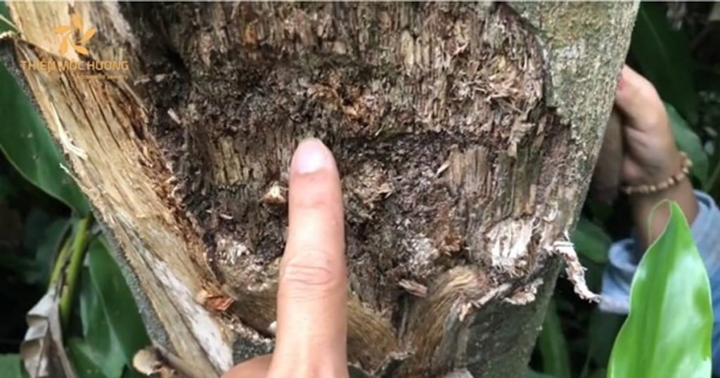 gửi trầm hương đi Trung Quốc