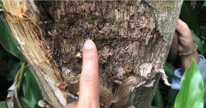 gửi trầm hương đi Trung Quốc