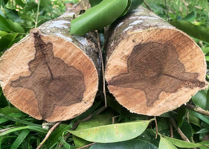 Trầm hương là gì?